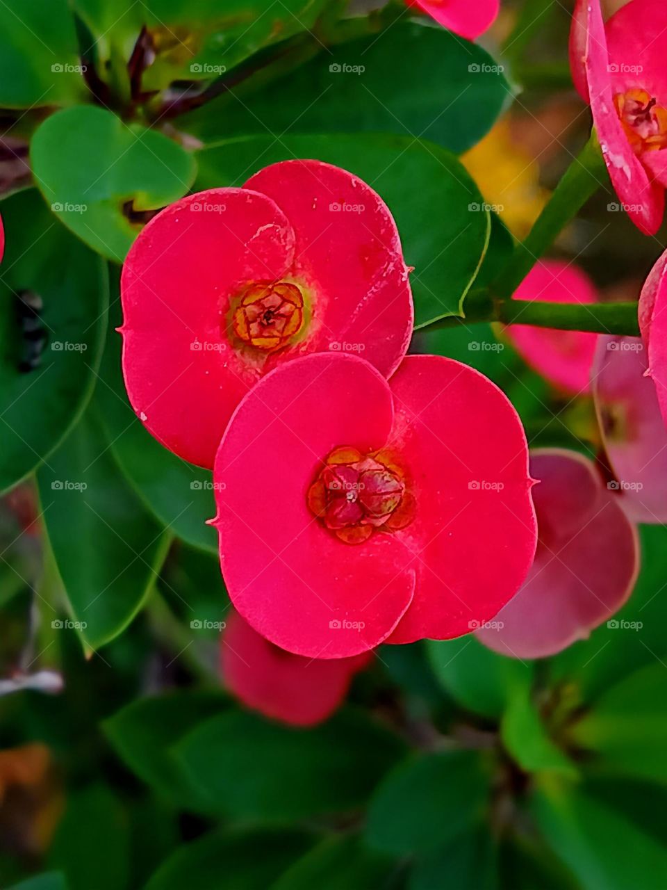 Close view of Euphorbia Milii flowers.
