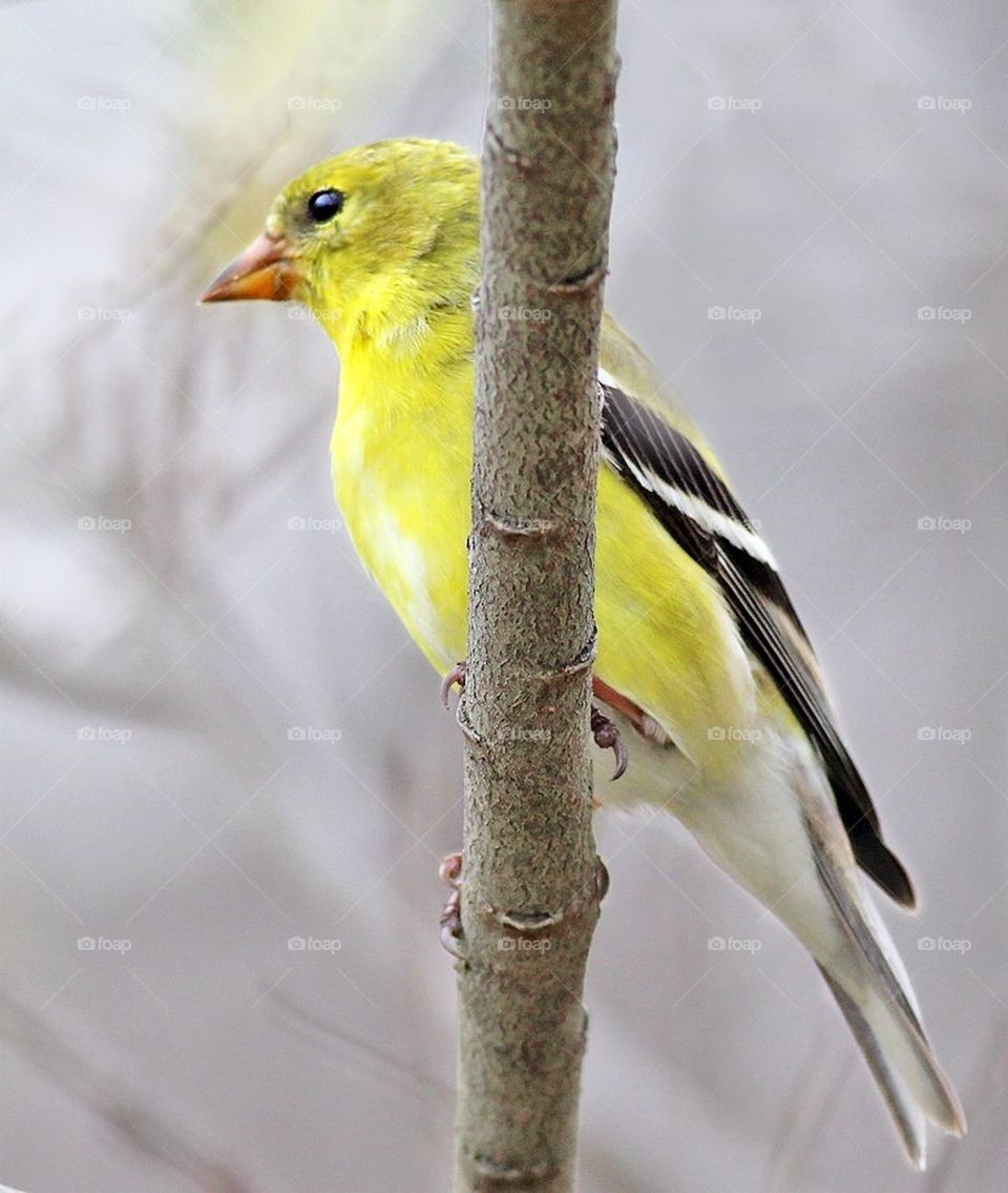 Goldfinch 