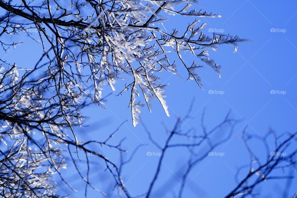 Water frozen on the tree branches