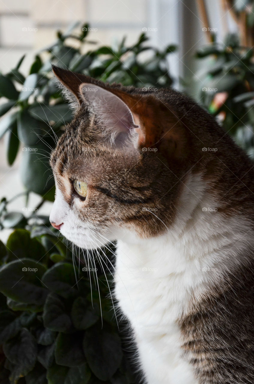 Portrait of a cat. Cat sitting on a windowsill.