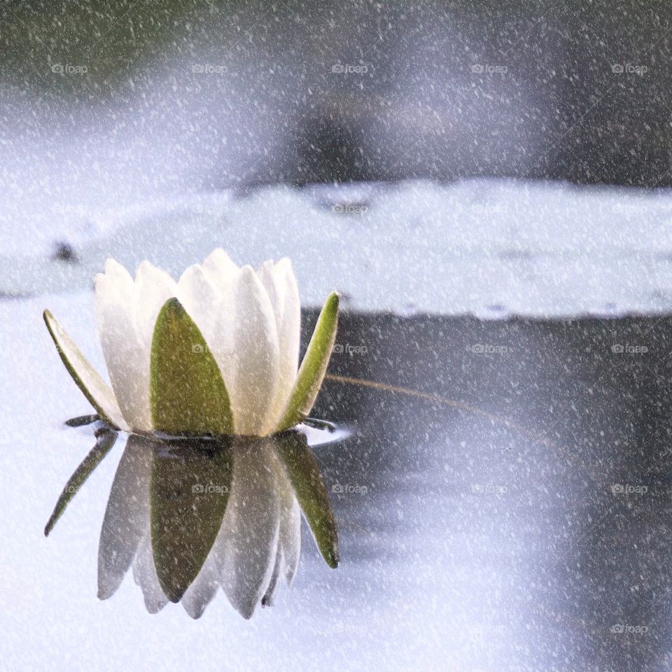 Waterlily 