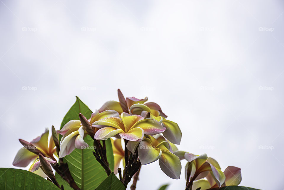 Water drops on Yellow flowers or Plumeria obtusa in garden and sky.