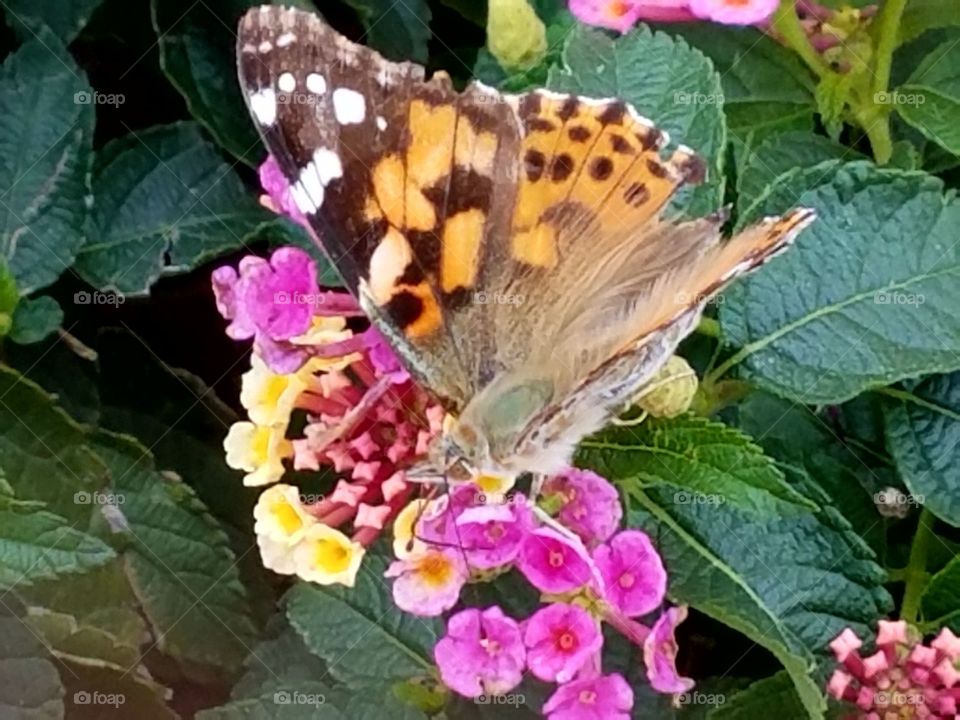Close - up shot of a moth, getting a snack after landing on the flower.
