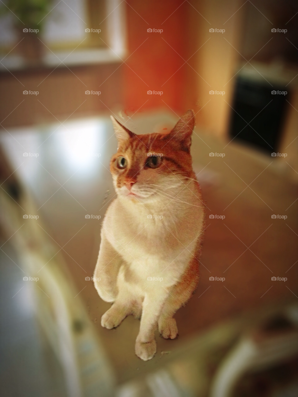 dog cat lens gatto by cri1976