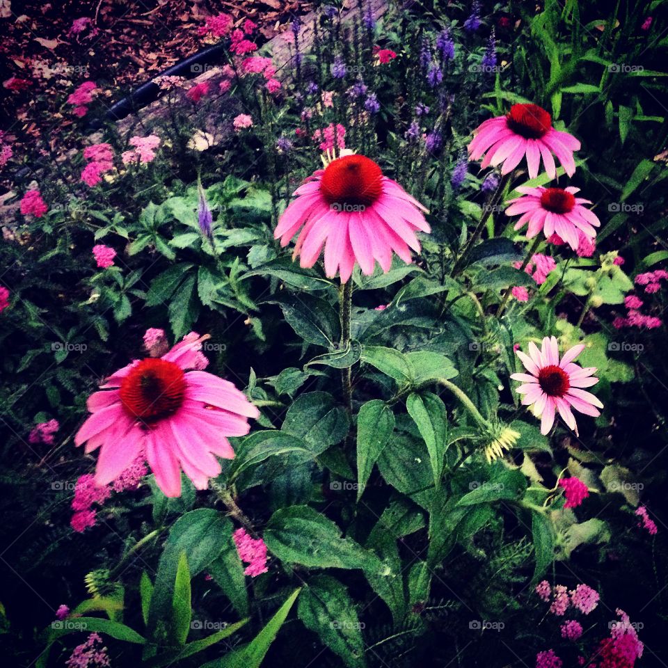 Echinacea 