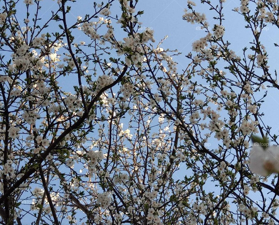 The apricot flowers in the blue sky looked very lively, when sunrise in that morning. sunlight made it had brilliant silver flowers. it's branches also were beautiful.