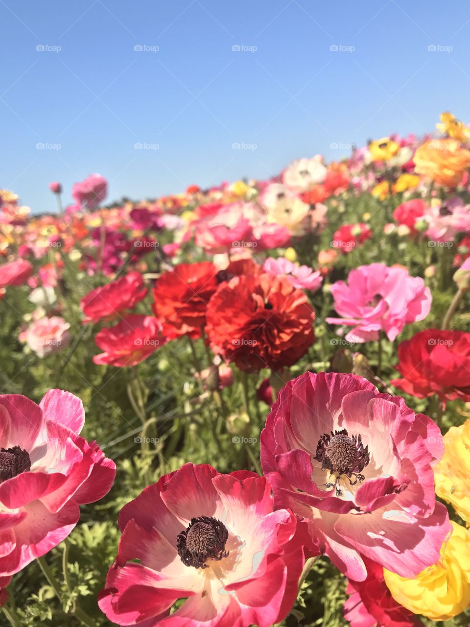 A Field of flowers