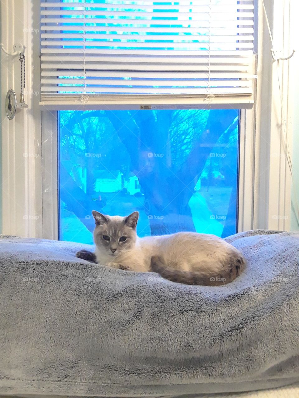 Siamese Tabby Cat relaxing in the window Gray blanket and blue window with a tree