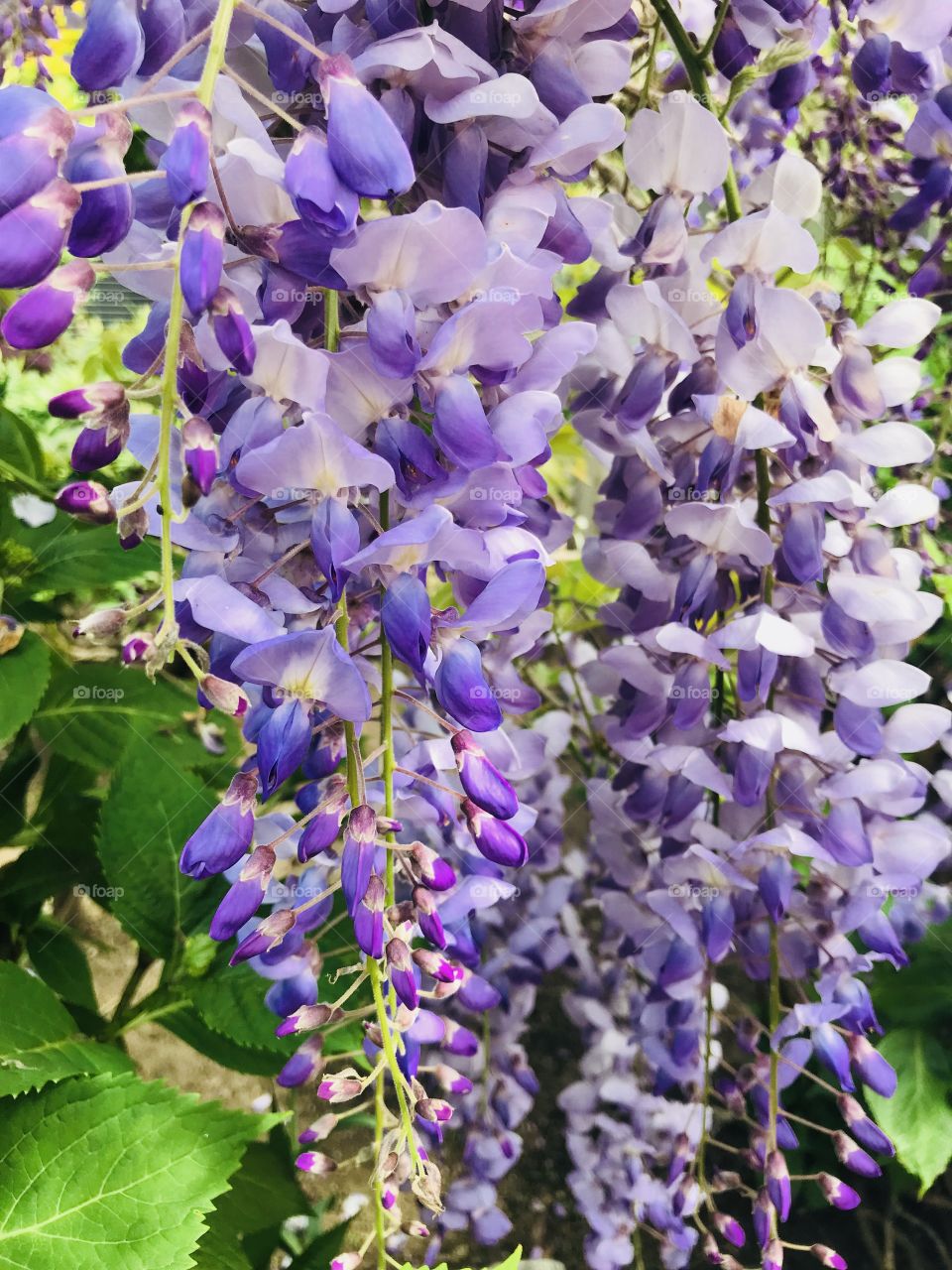 Wild purple wisteria’s calling you