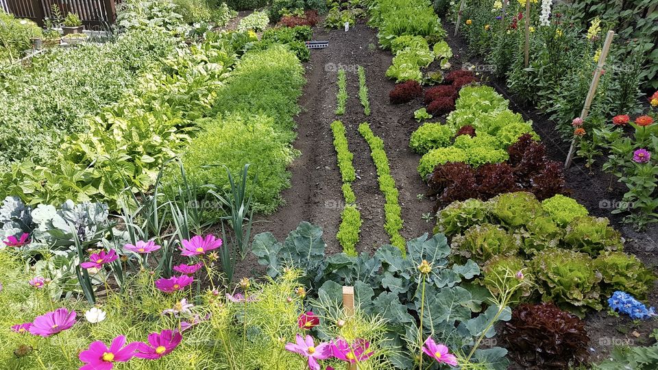 Growing vegetables and flowers in the garden - Odla grönsaker och blommor i välskött trädgårdsland 