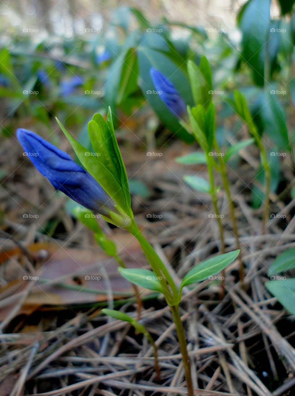 spring flowers growing in the ground