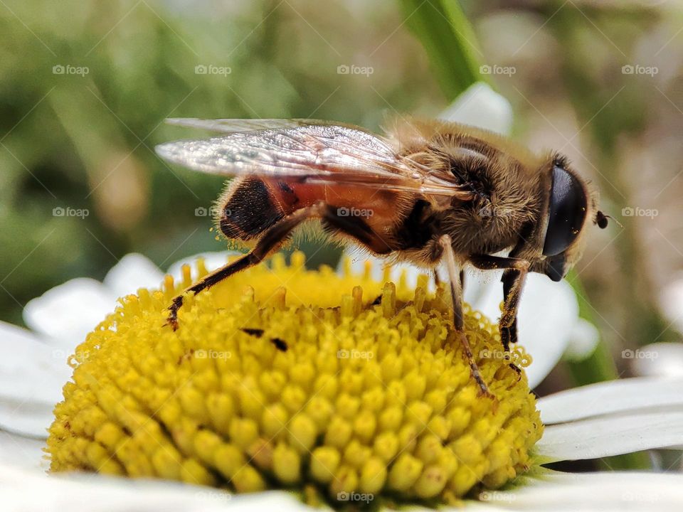 Honey bee on a flower