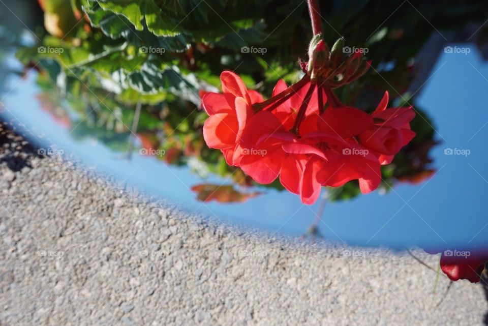 Flower#blossom#nature#mirrror