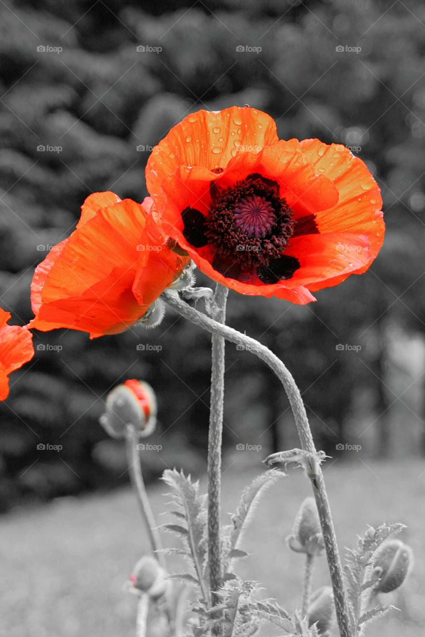 poppy flower