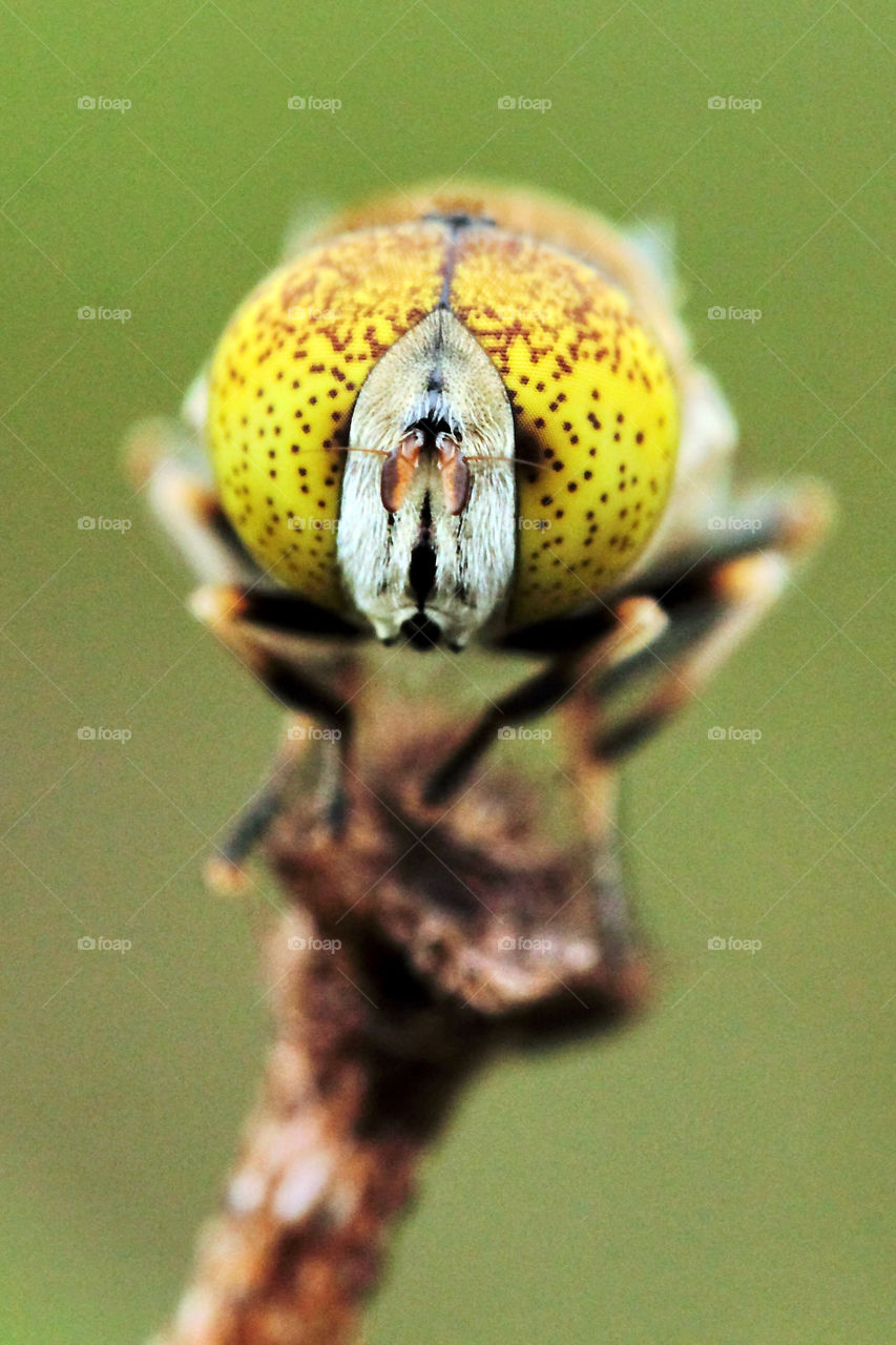 the macro of a flies's eyes.
