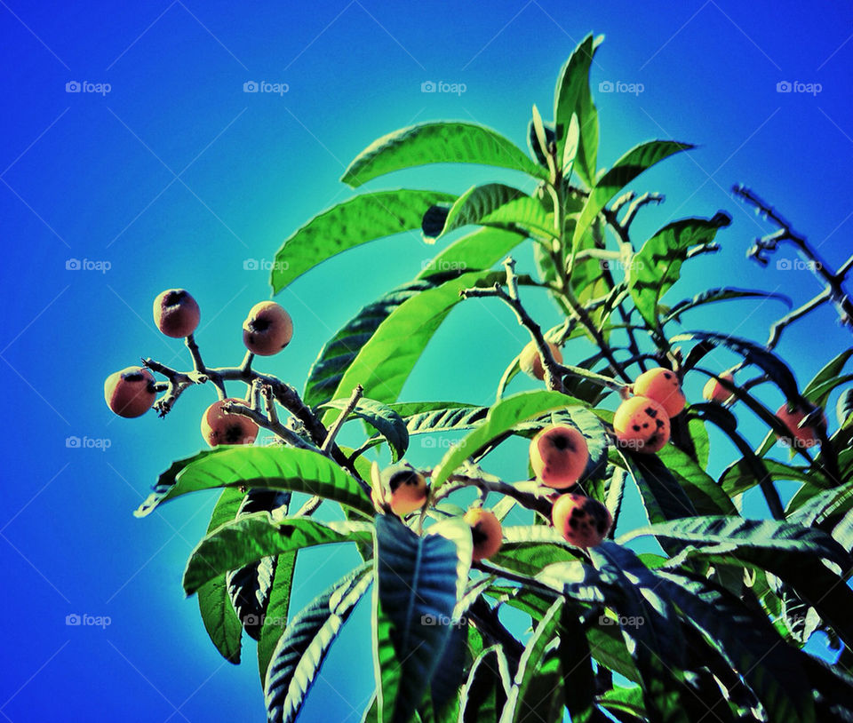 spring tree fruit garden by pitikelebek