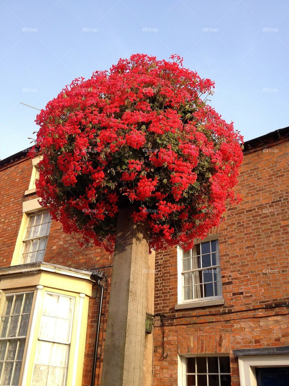 Blazing red geranium post basket in Eccleshall Staffordshire.
