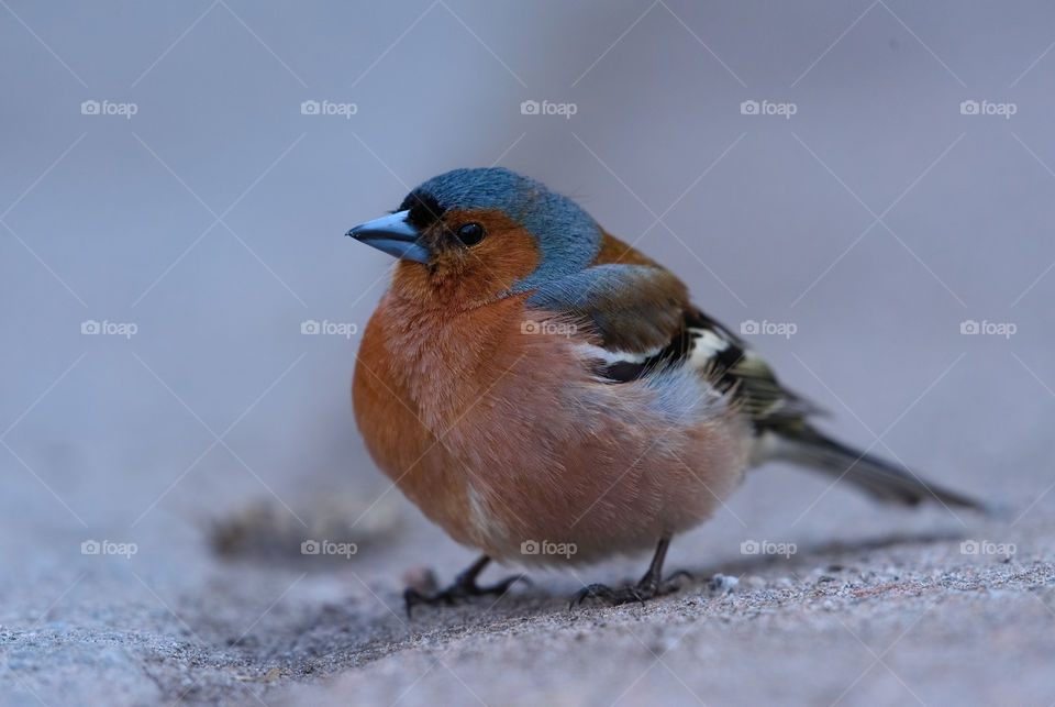 Finch standing on tarmac