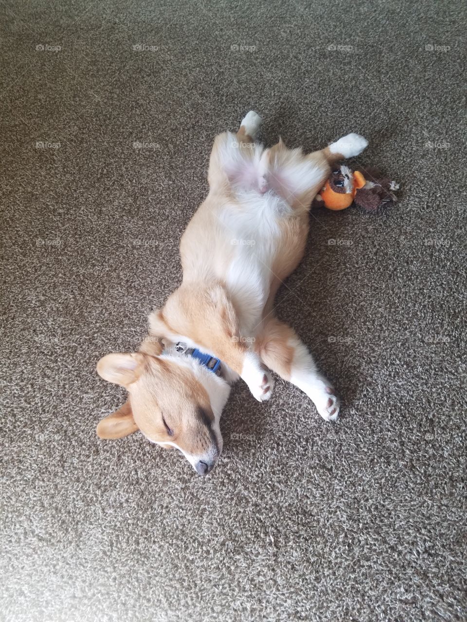 Sleeping corgi