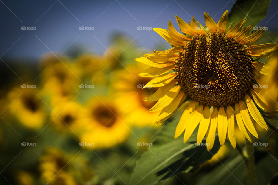 Sunflower in Blue Grass