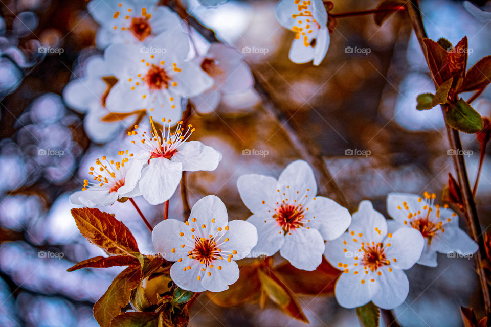 branch of a spring flowers