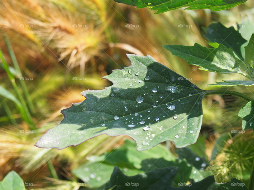 Leaf with drops of water