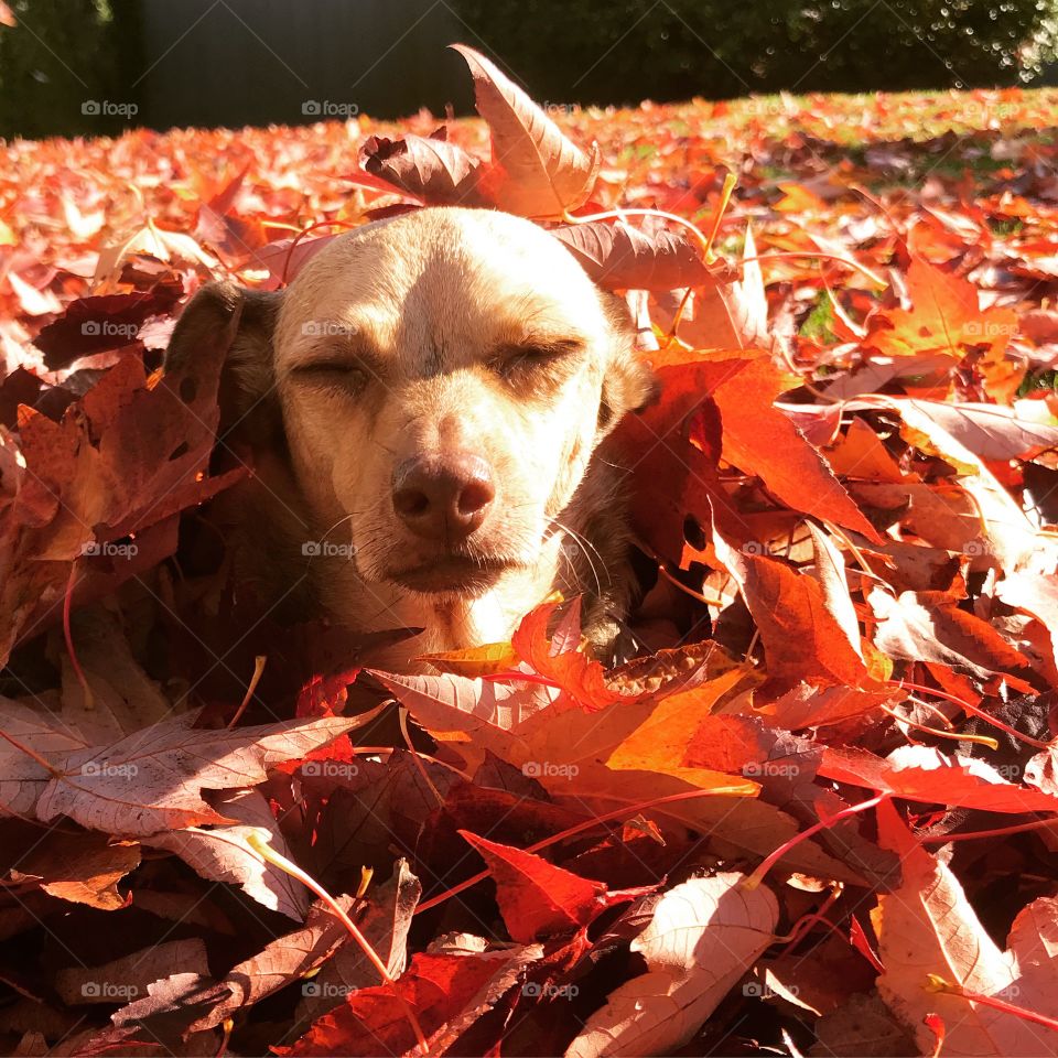 Relaxing in the leaves 🍁🍂🍃
