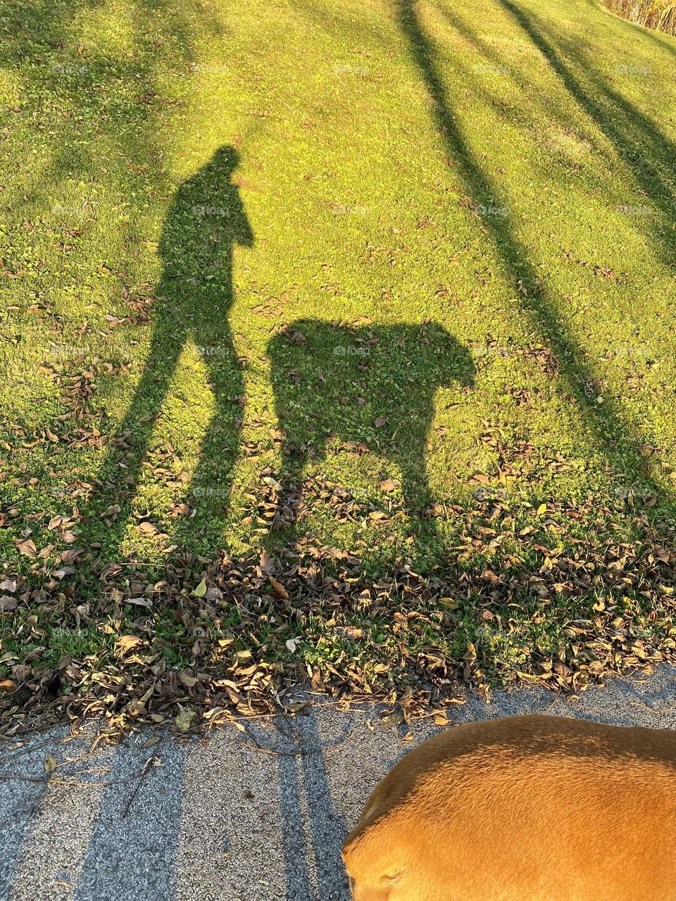 Shadow of person walking their dog