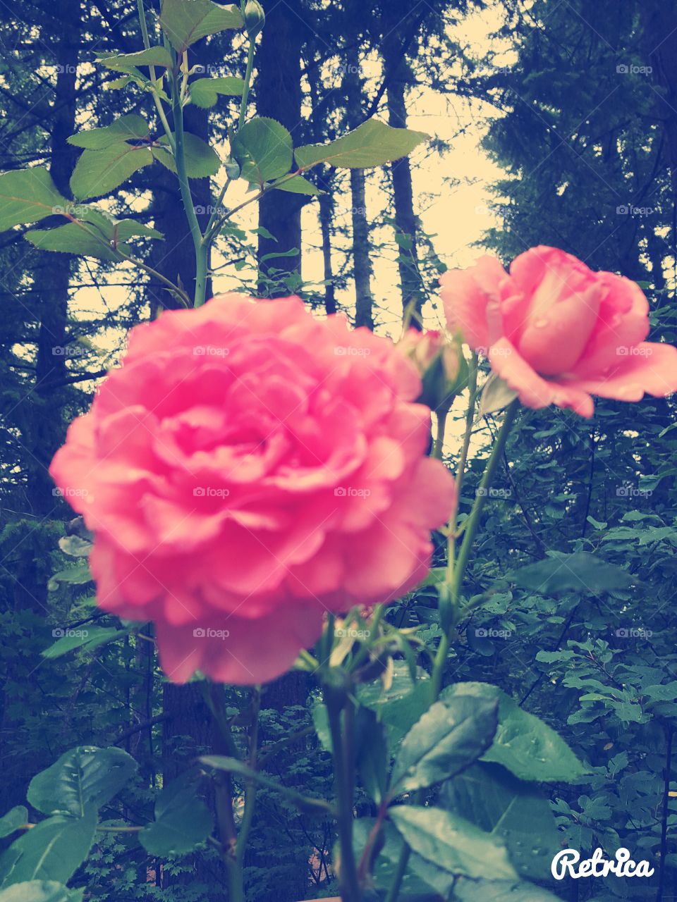 sunmer. new roses everyday