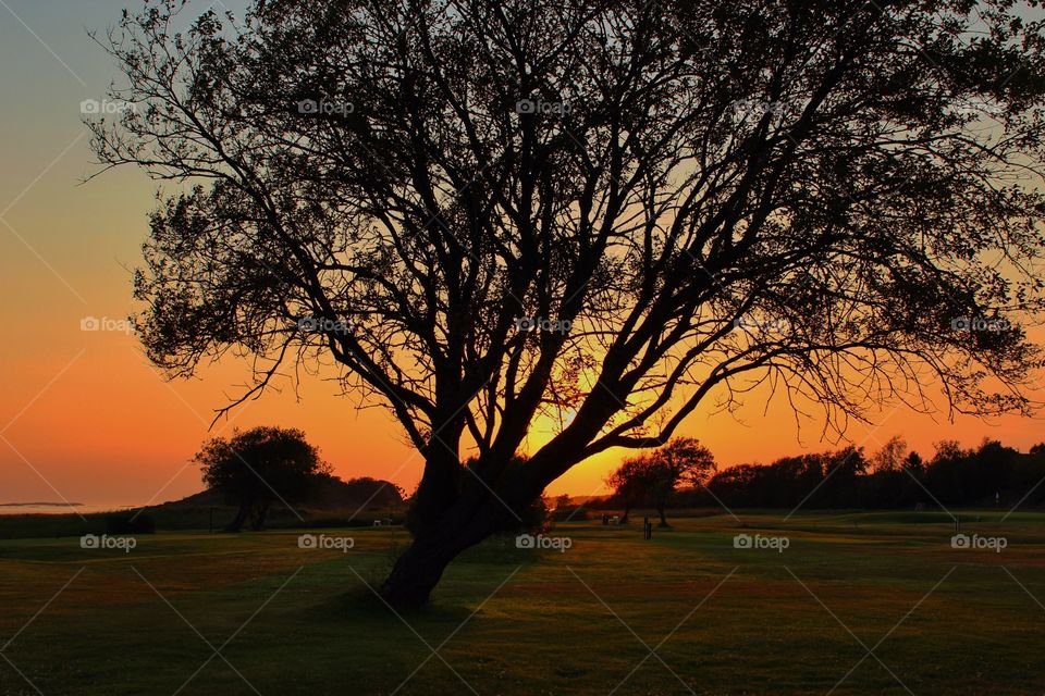 Sunlight passing on the tree