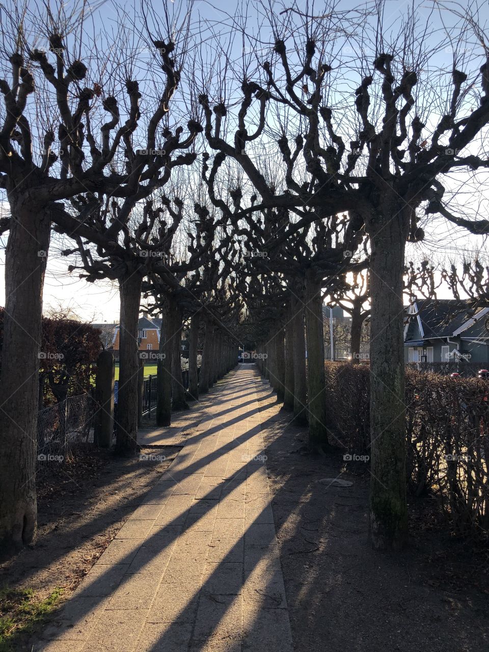 Line of trees in the winter sun