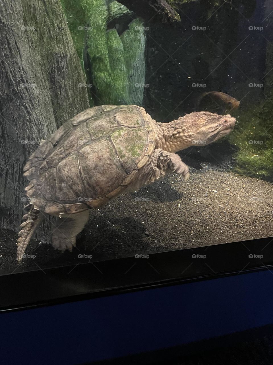 Big Turtle hanging out at North Carolina Aquarium 