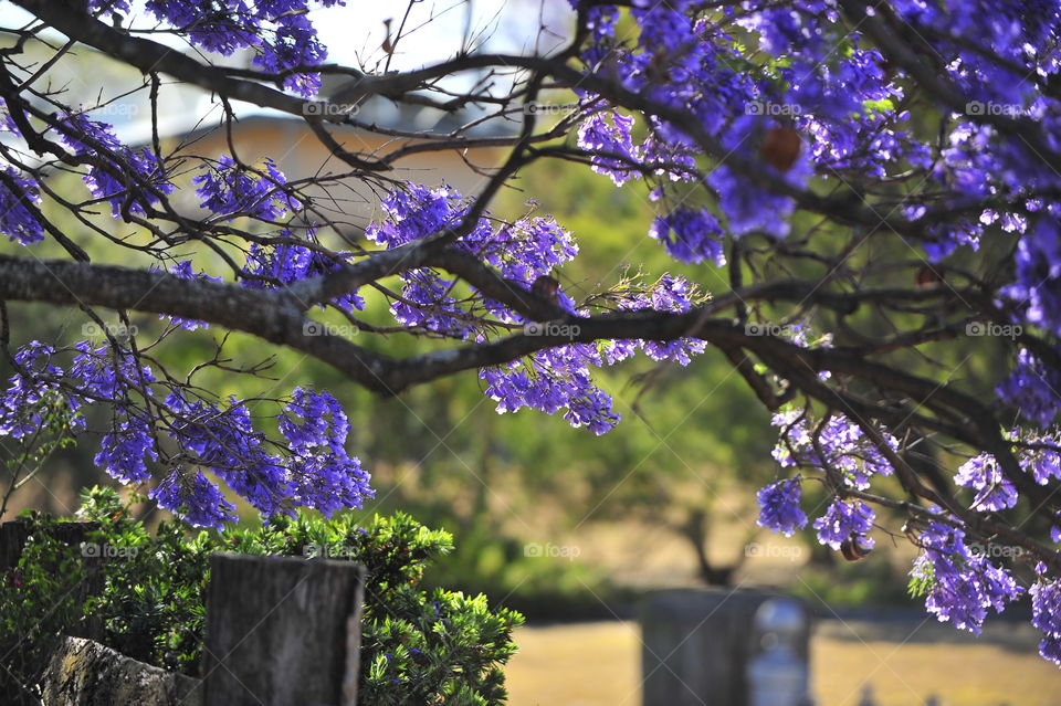 Jacaranda flowers blooming in spring at park