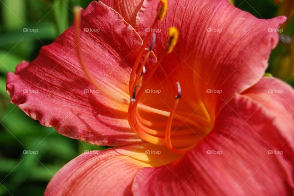 Extreme close-up of red day lily