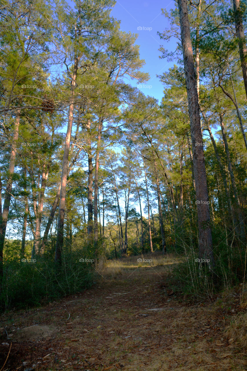 A Forest in every season! The forest's smell was fresh and organic! You could hear rustling as the wildlife scattered as the twigs were crunching under my feet. The trees were the towers of the forest. There are forests for all four seasons which display their own individual characteristics!