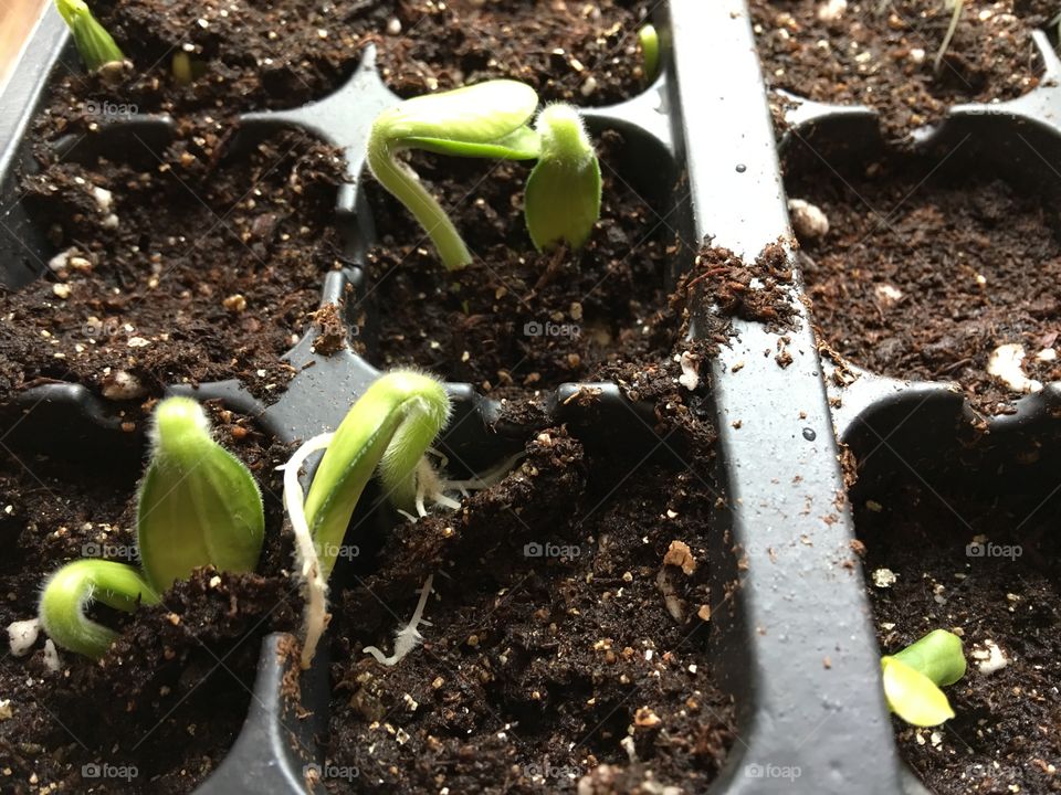 Seed sprouts