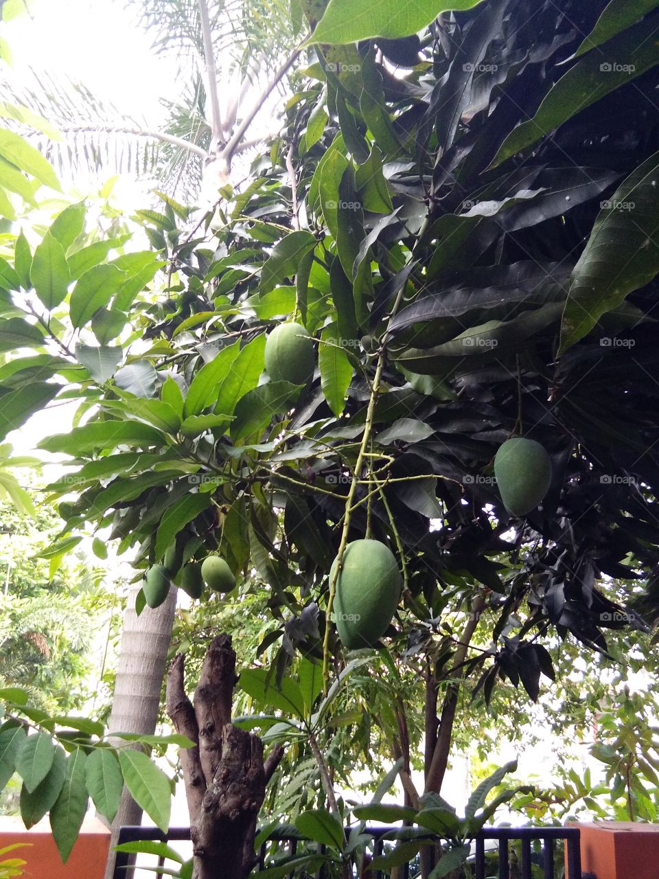 Mango tree
