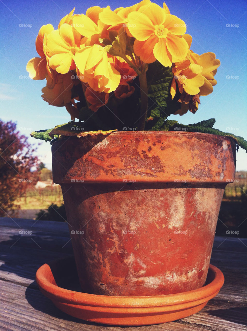 Rustic flower pot with yellow flowers.