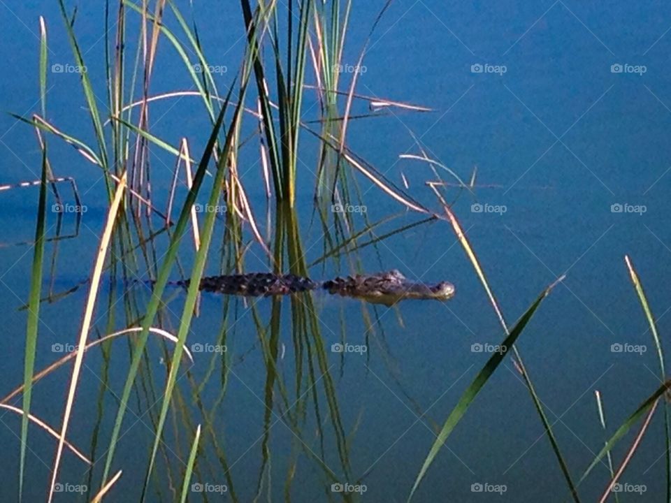 Gators in nature 