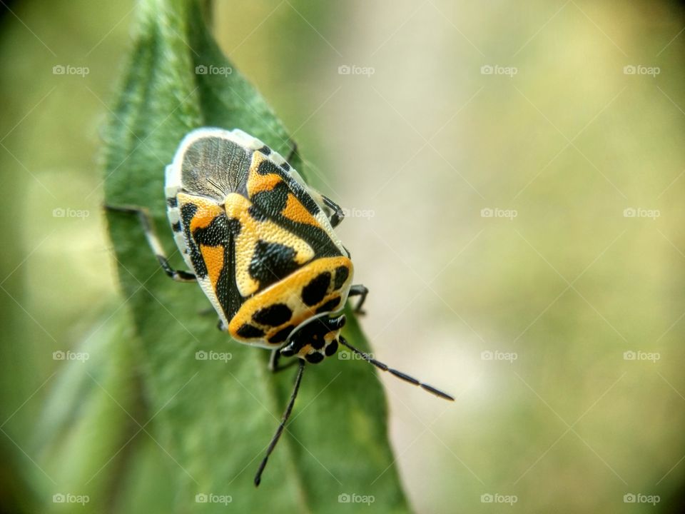 Insect on leaf