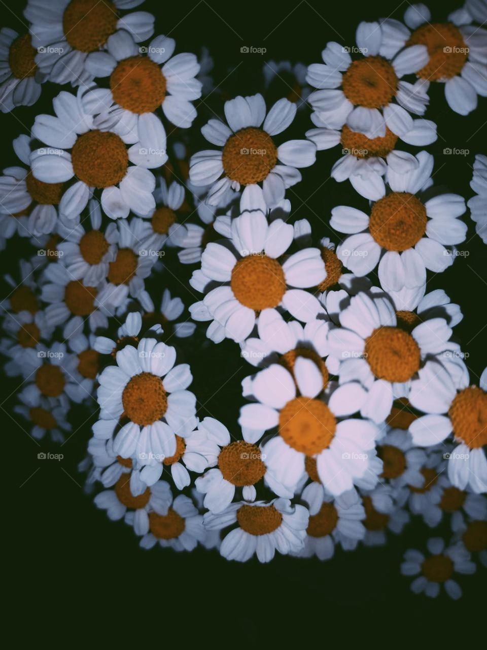 night flowers