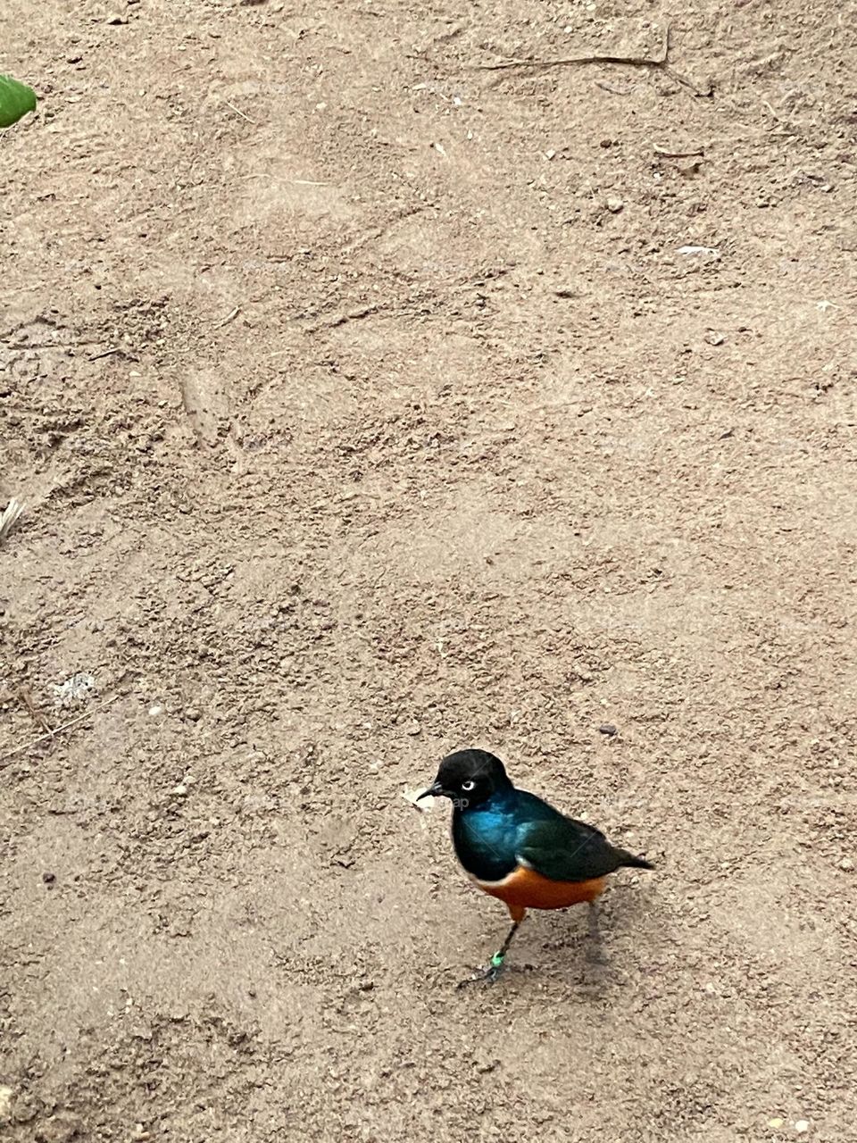 A blue and tan bird running in sandy dirt with a prized piece of food in its beak. It looked like a bird on a mission. Taken at Cape May Zoo & Park in Cape May, NJ.