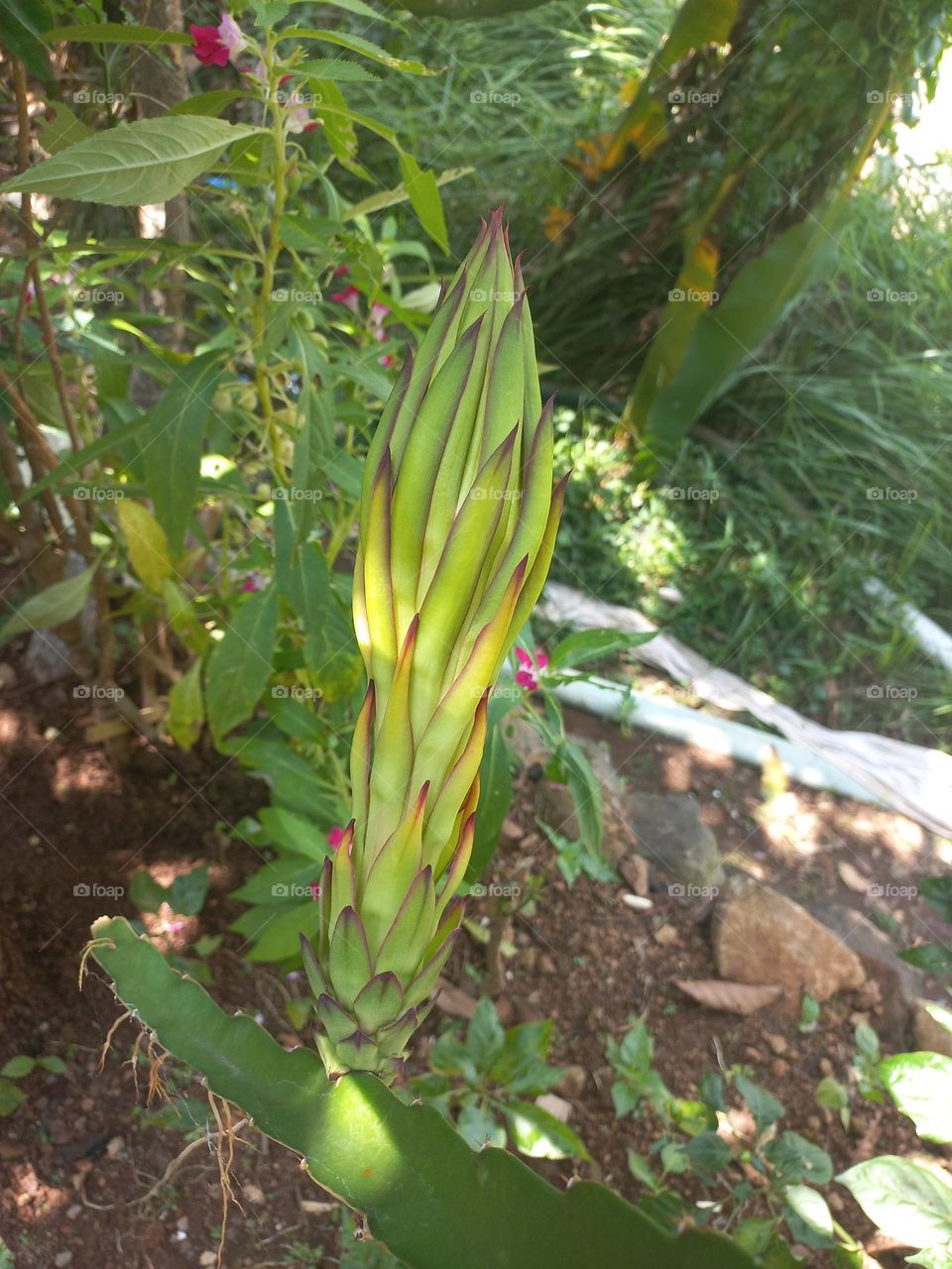 Dragon fruit plants are the fruit of several types of cactus from the genera Hylocereus and Selenicereus.