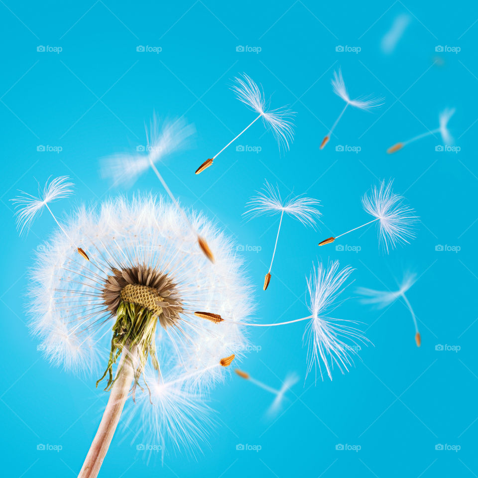 Dandelion seed flying away. Overblown dandelion with seeds flying away with the wind