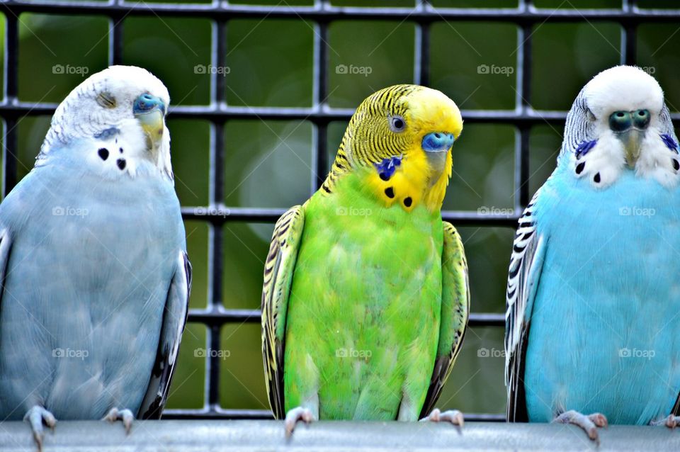 Parakeets resting