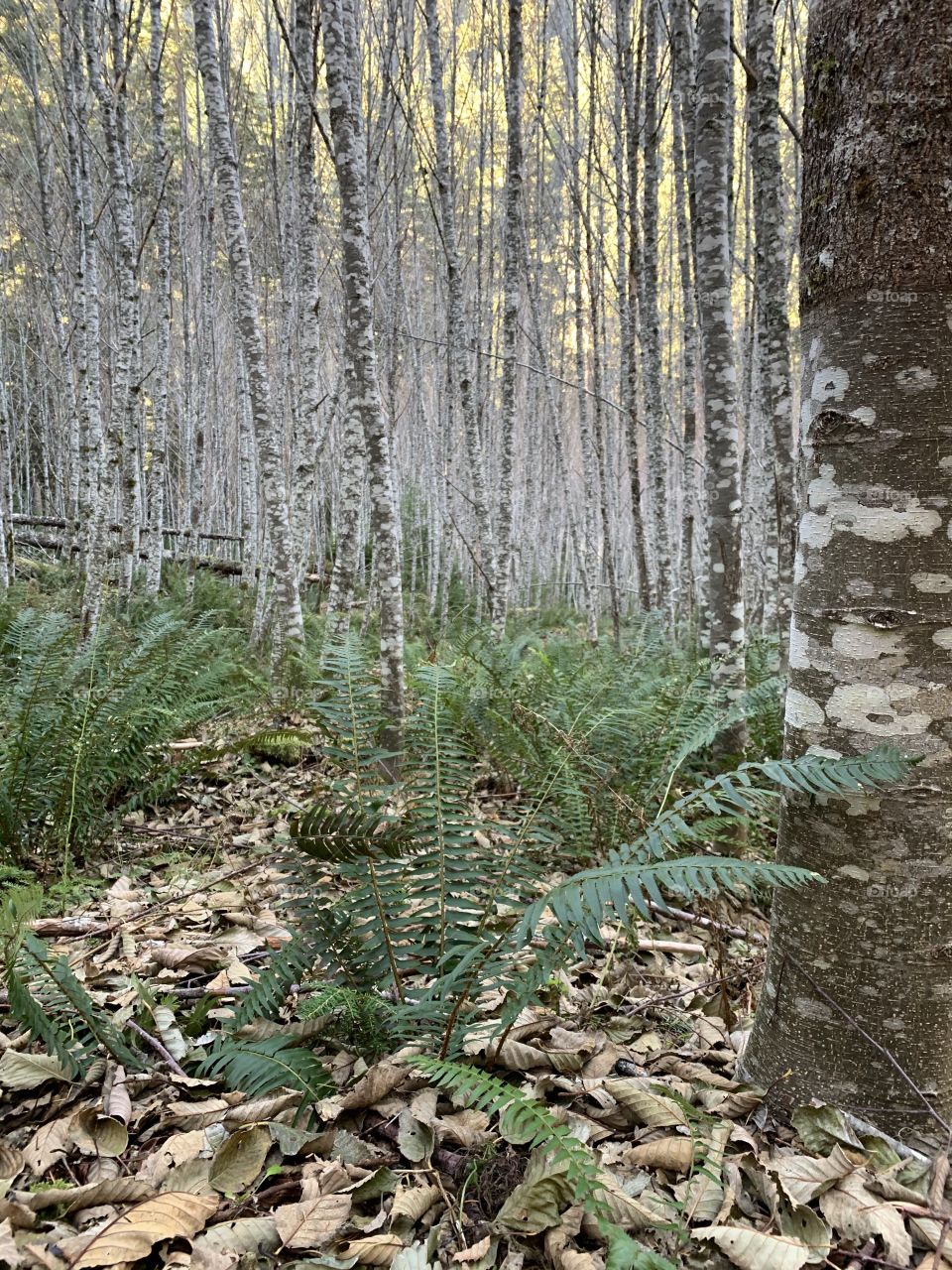 Ferns in the woods