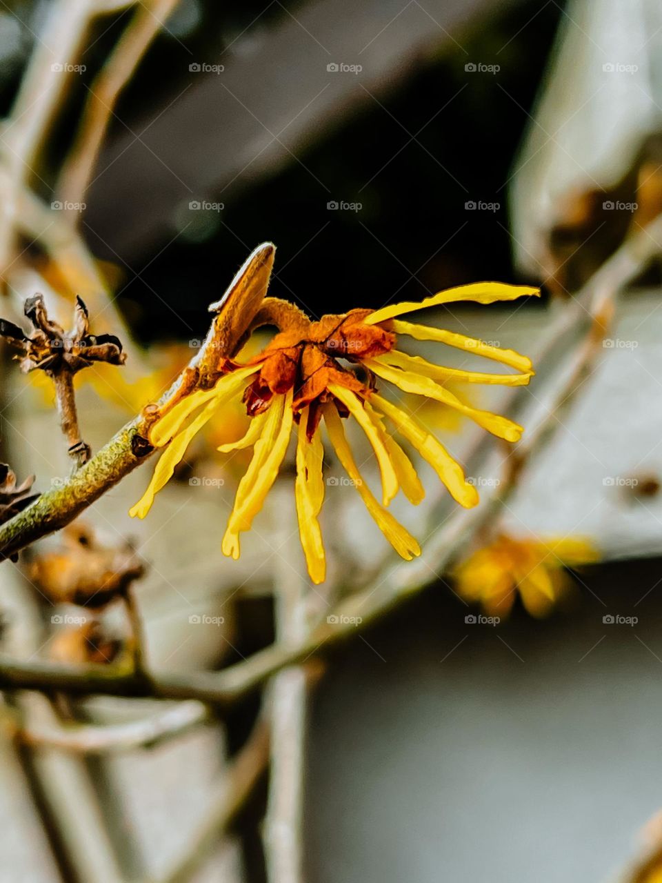 Yellow flowers