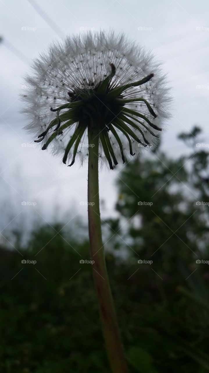 One Hundred Wishes. Dandelions are weeds, I know. But I don't  never cared. I think they're romantic.