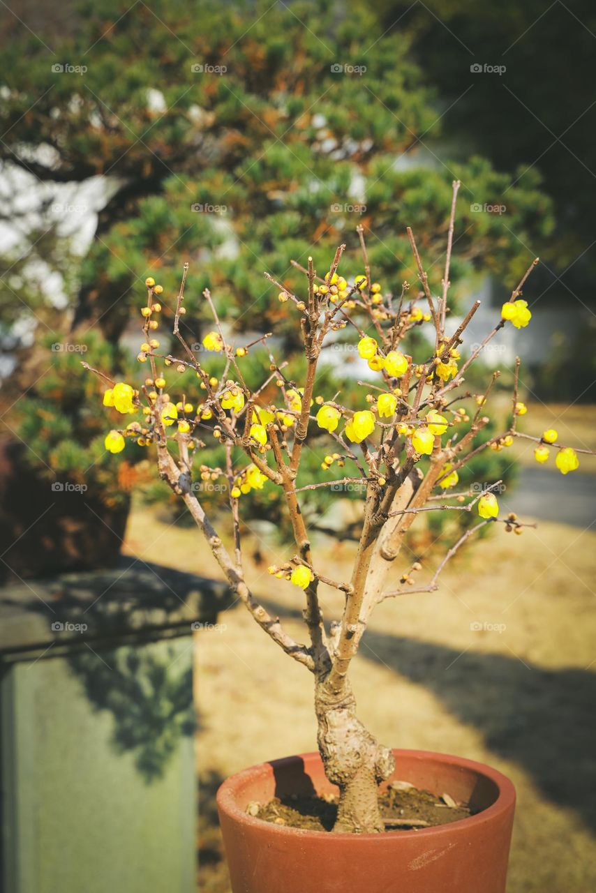 蜡梅花