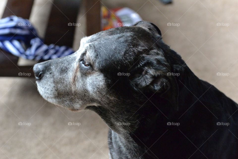 Max our 14 year old pit bull cross 